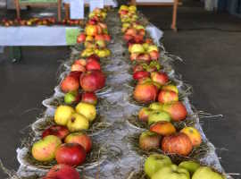 Display of apple cultivars