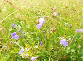 Mountain meadow with bellflowers