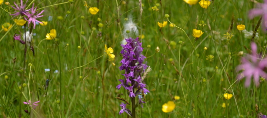 Orchid in a wet meadow