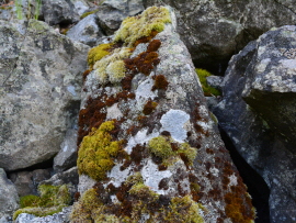 Lichen-covered stone on the Pöhlberg mountain