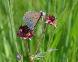 Butterfly on marsh cinquefoil