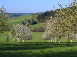 Gopplasgrün orchard meadow
