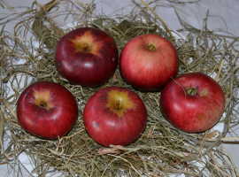 Albrecht apple variety