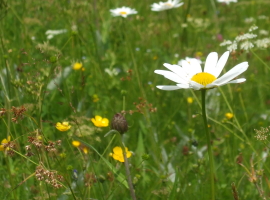 Mountain meadow with ox-eye daisies