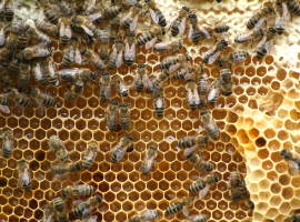 Schreyer apiary