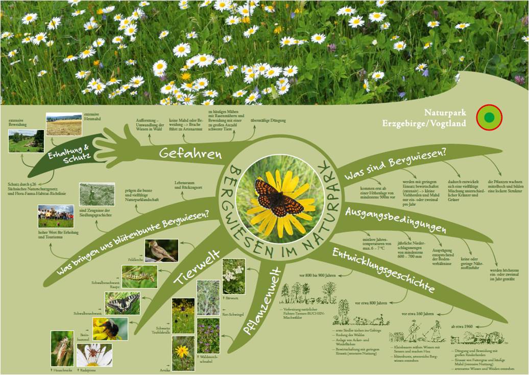 Mountain meadows mind map (front)