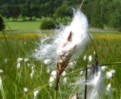 Cotton-grass dispersing seeds (Eriopherum angustifolium)