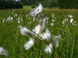 Cotton-grass